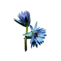 Mascaras Clarins - Wonder Perfect 4D Waterproof Mascara #01-Black by Clarins