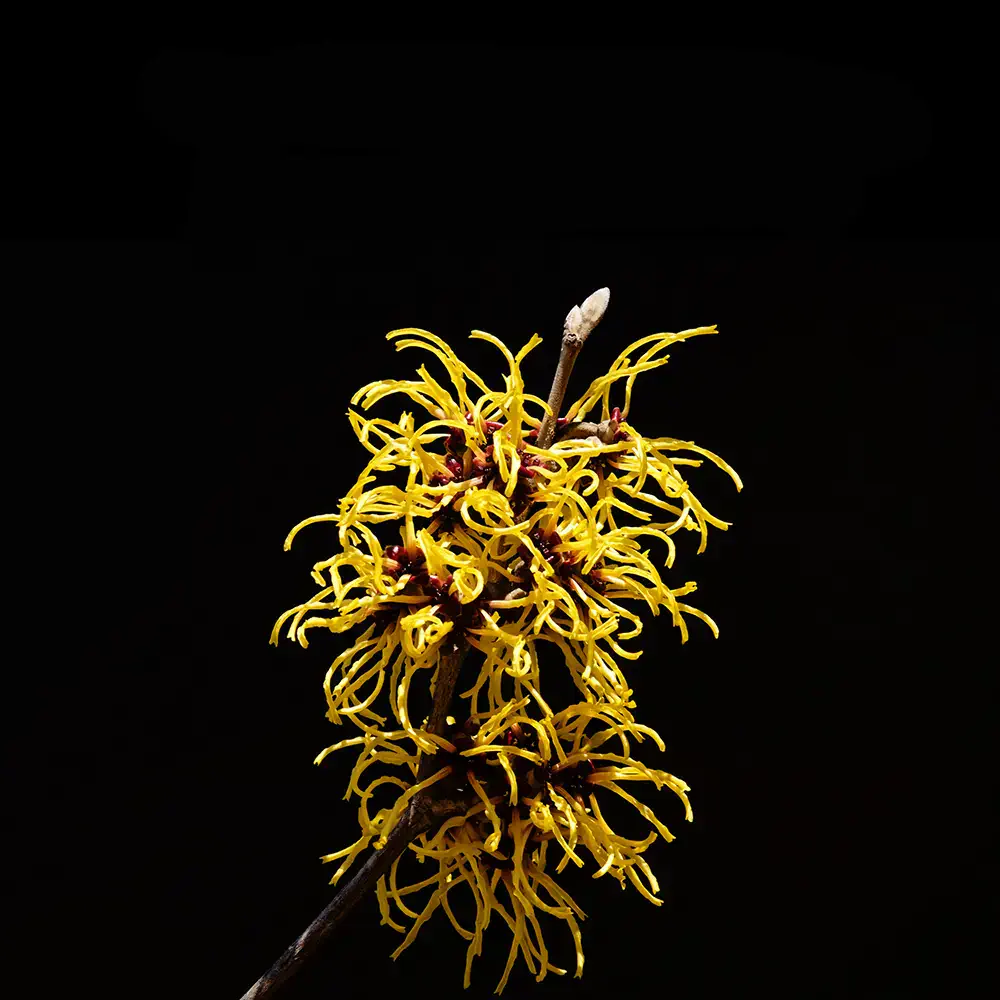 Form - Texturizer Liquid Gel by Sebastian Professionals