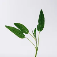 Solo Vulcan - Only Vulcan Edp Vapo by Loewe