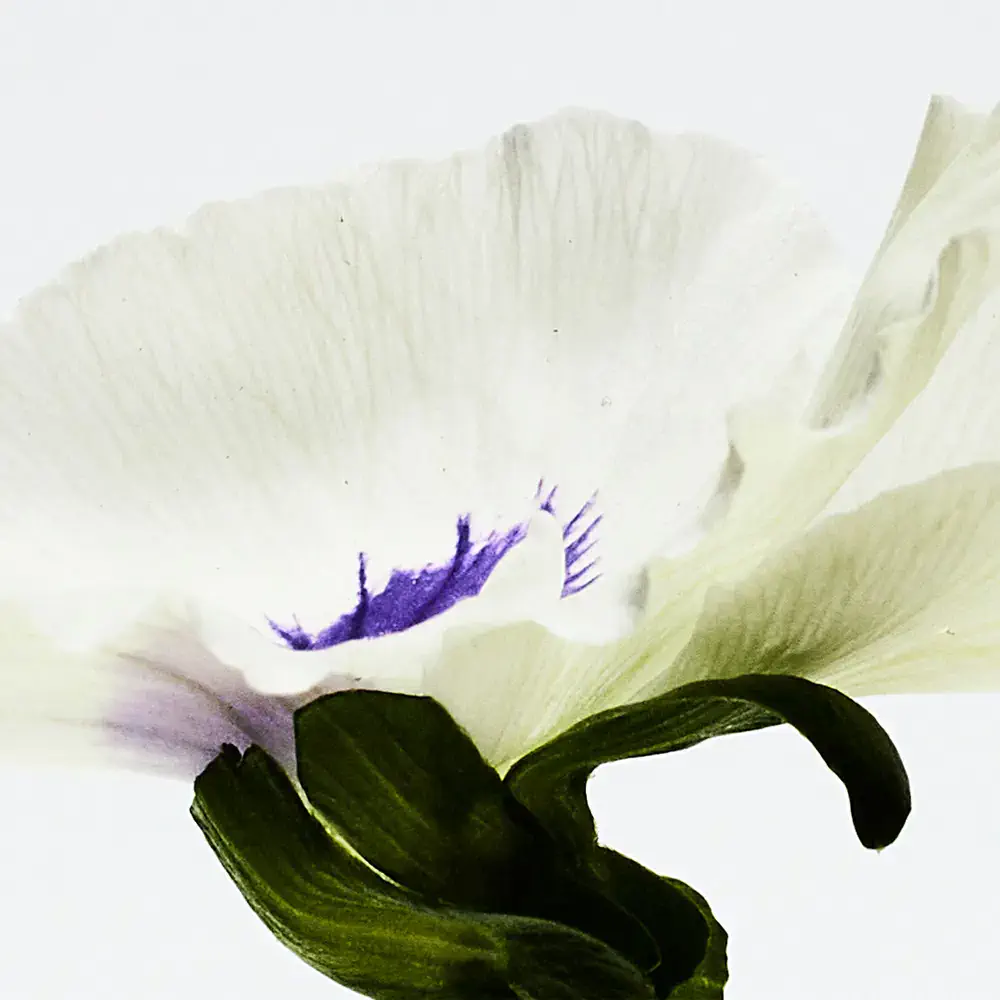 Agua De Loewe Ella - Drop Water Edp Vapo by Loewe