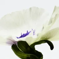 Agua De Loewe Ella - Drop Water Edp Vapo by Loewe