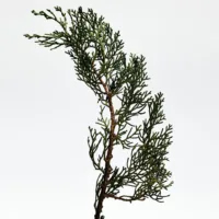 Loewe 001 Man - Loewe 001 Man Eau De Parfum Spray by Loewe