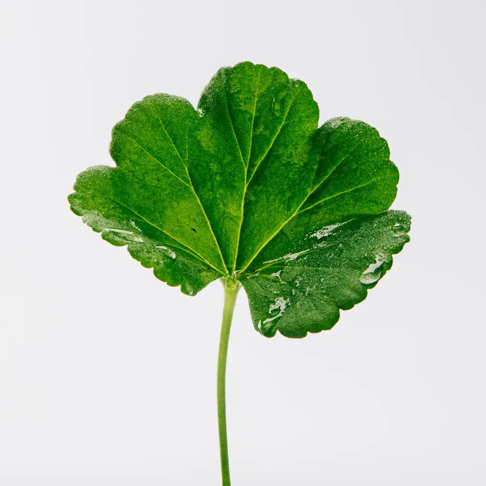 Loewe Pour Homme - Loewe Pour Homme Eau De Toilette Spray by Loewe