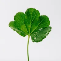 Loewe Pour Homme - Loewe Pour Homme Eau De Toilette Spray by Loewe