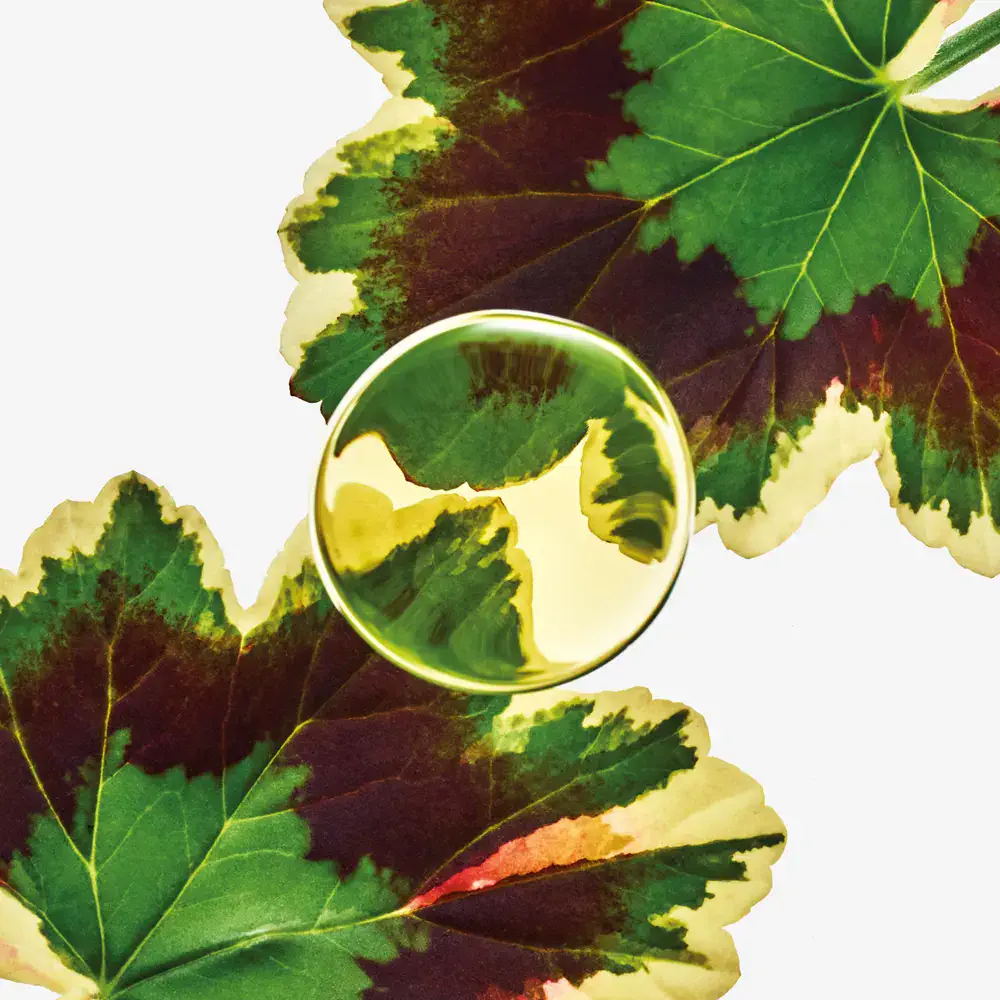 Esencia - Elixir Essence Edp Vapo by Loewe