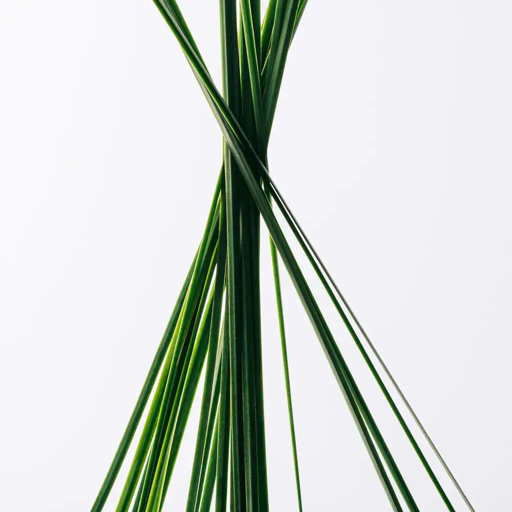 Esencia - Esencia Eau De Toilette Spray by Loewe