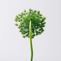 Aire - Aire Eau De Toilette Spray by Loewe