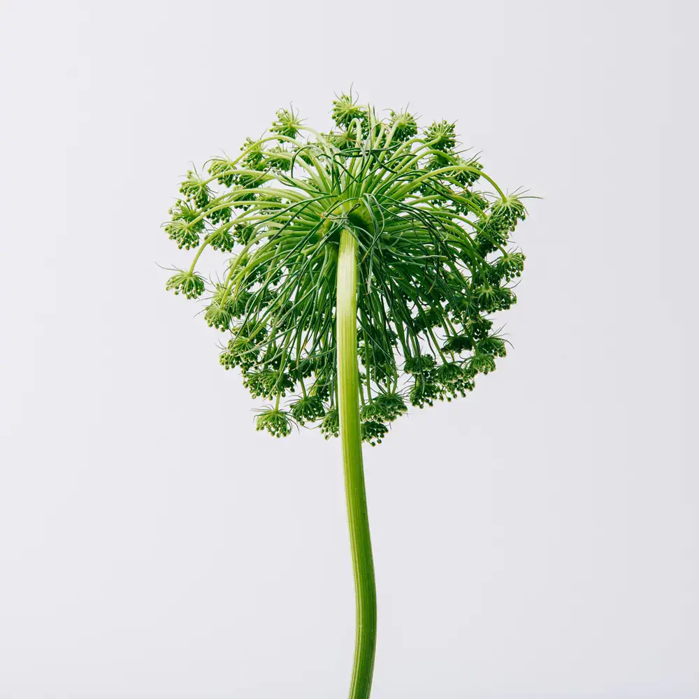 Aire - Aire Eau De Toilette Spray by Loewe