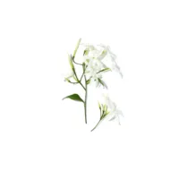 Ô De Lancôme Ô De Lancôme - Ô De Lancôme Eau De Toilette Spray by Lancôme